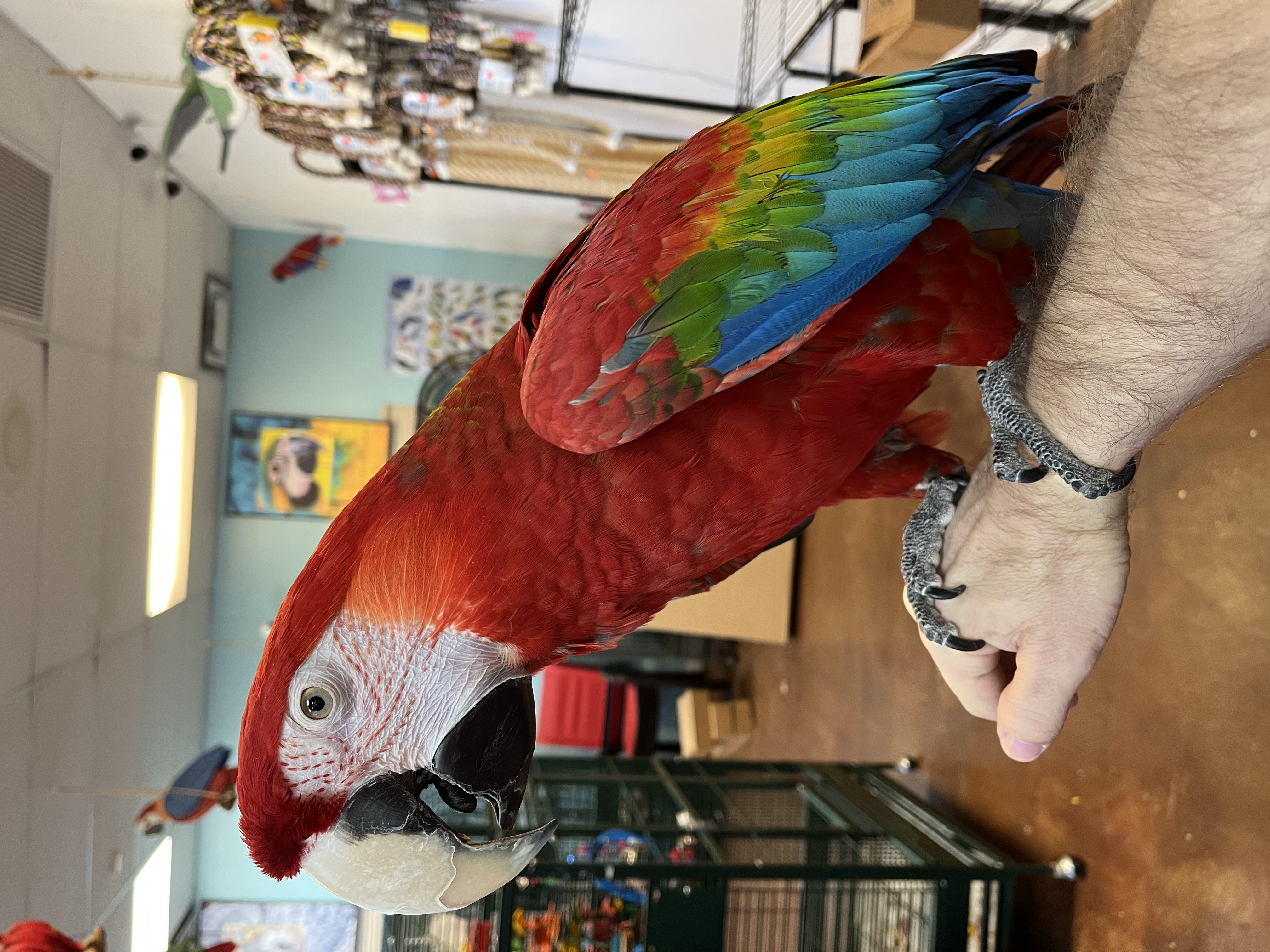 Chewie - Ruby Macaw