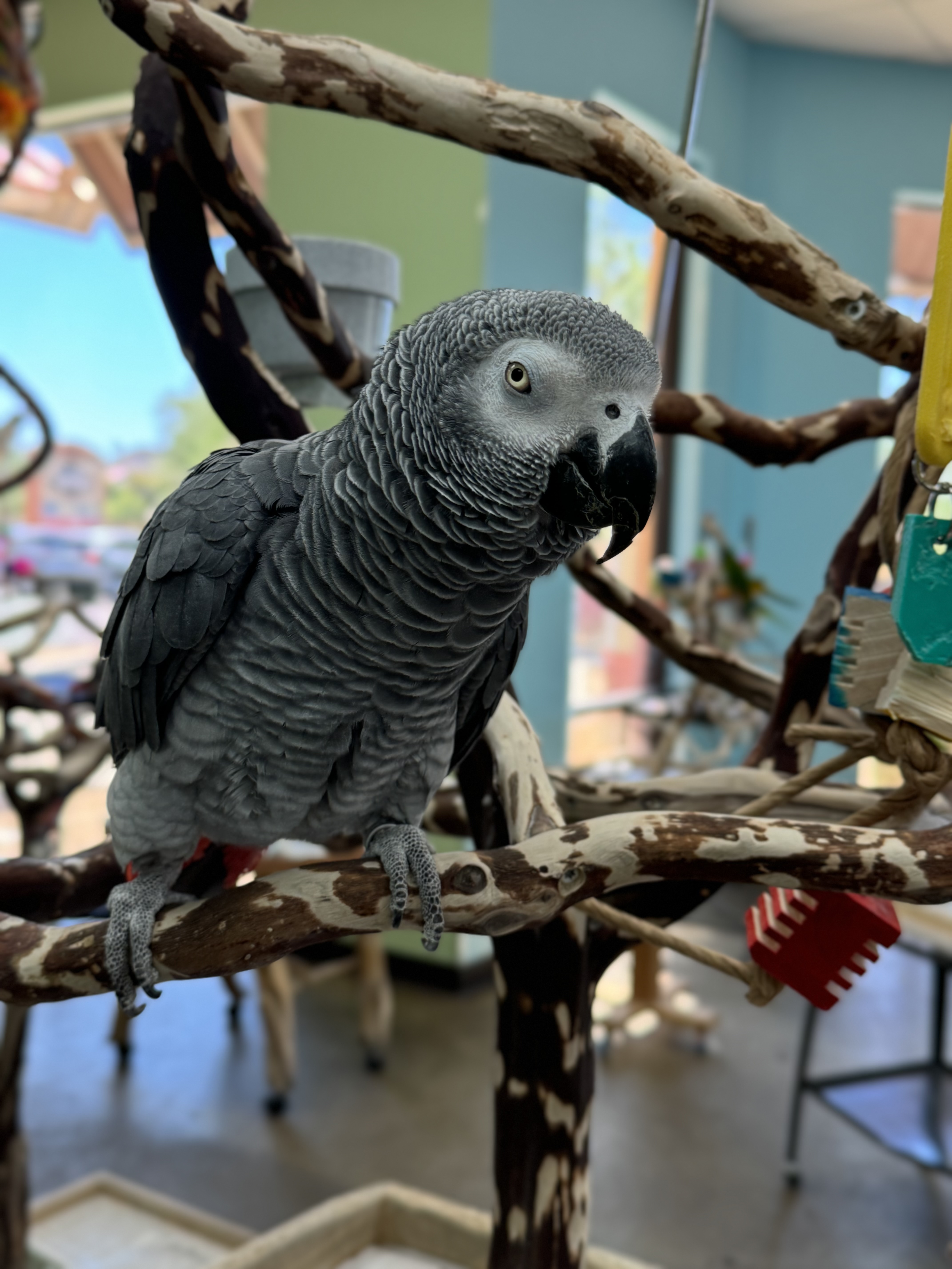 Buddy, The African Grey