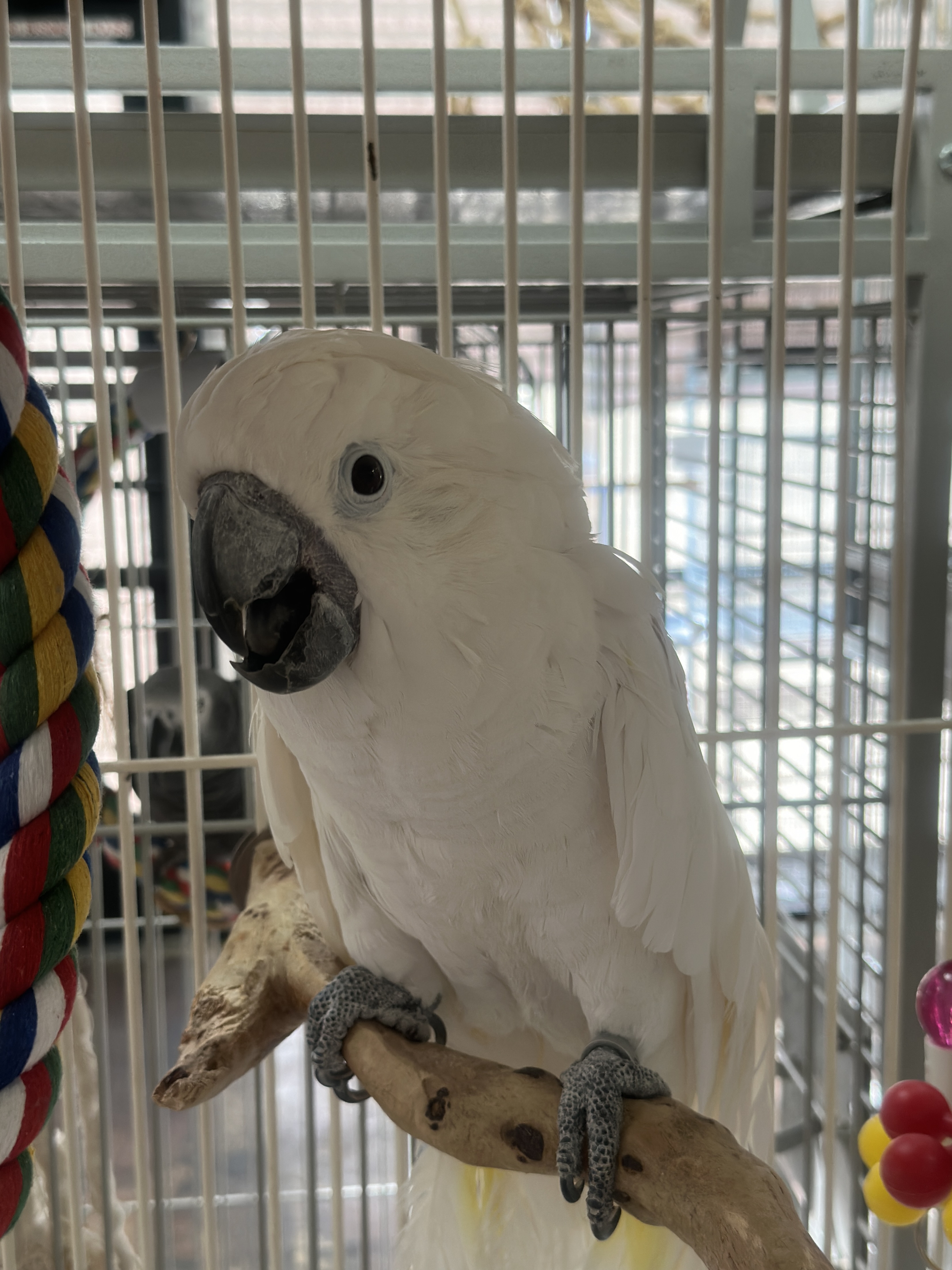 Buddy, the umblrella cockatoo