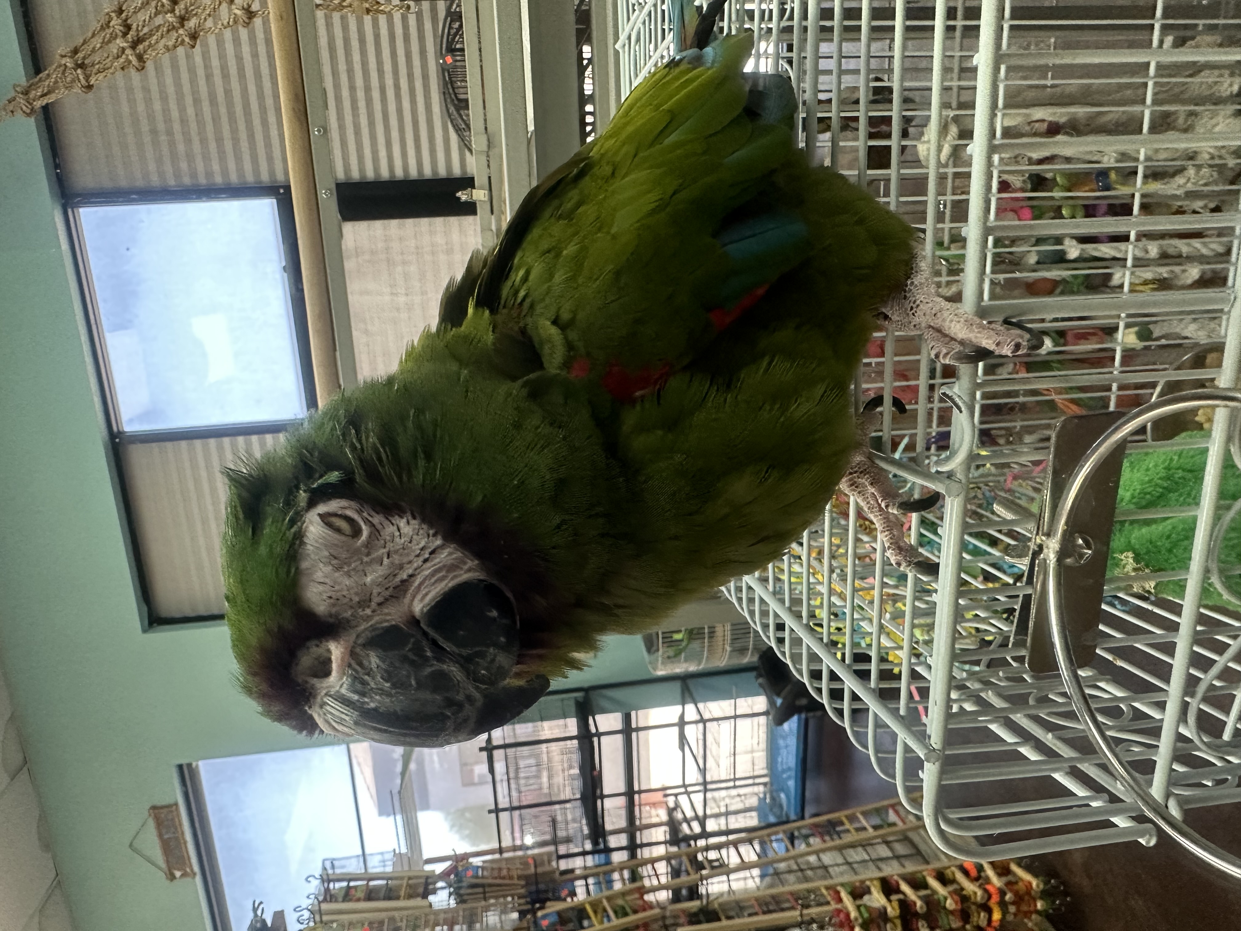Chico, The Severe Macaw