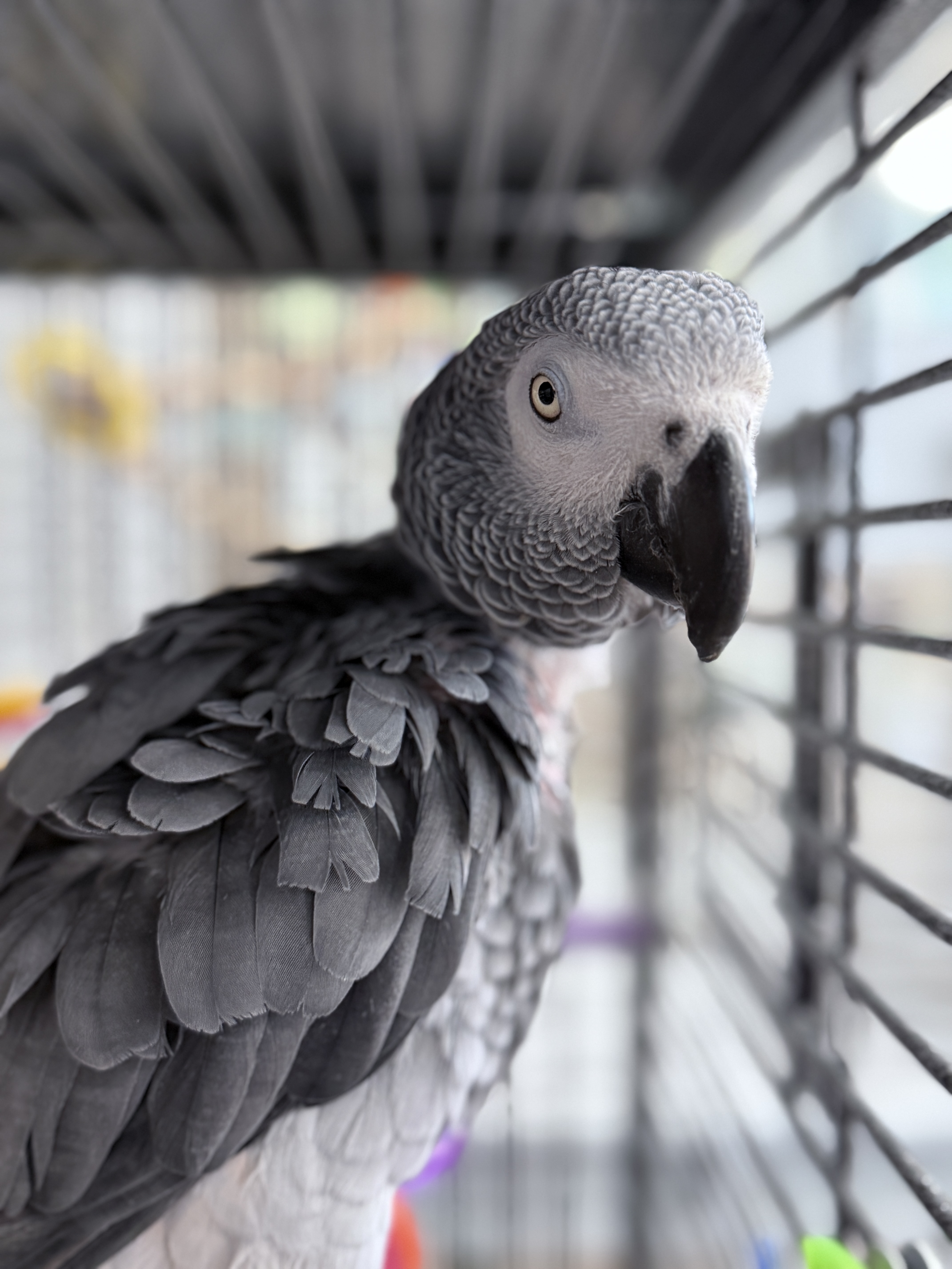 Chico the african grey