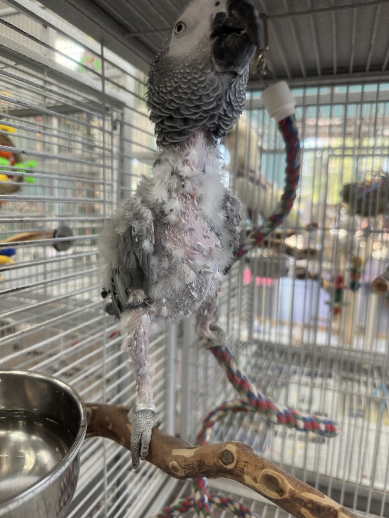 Cosmo