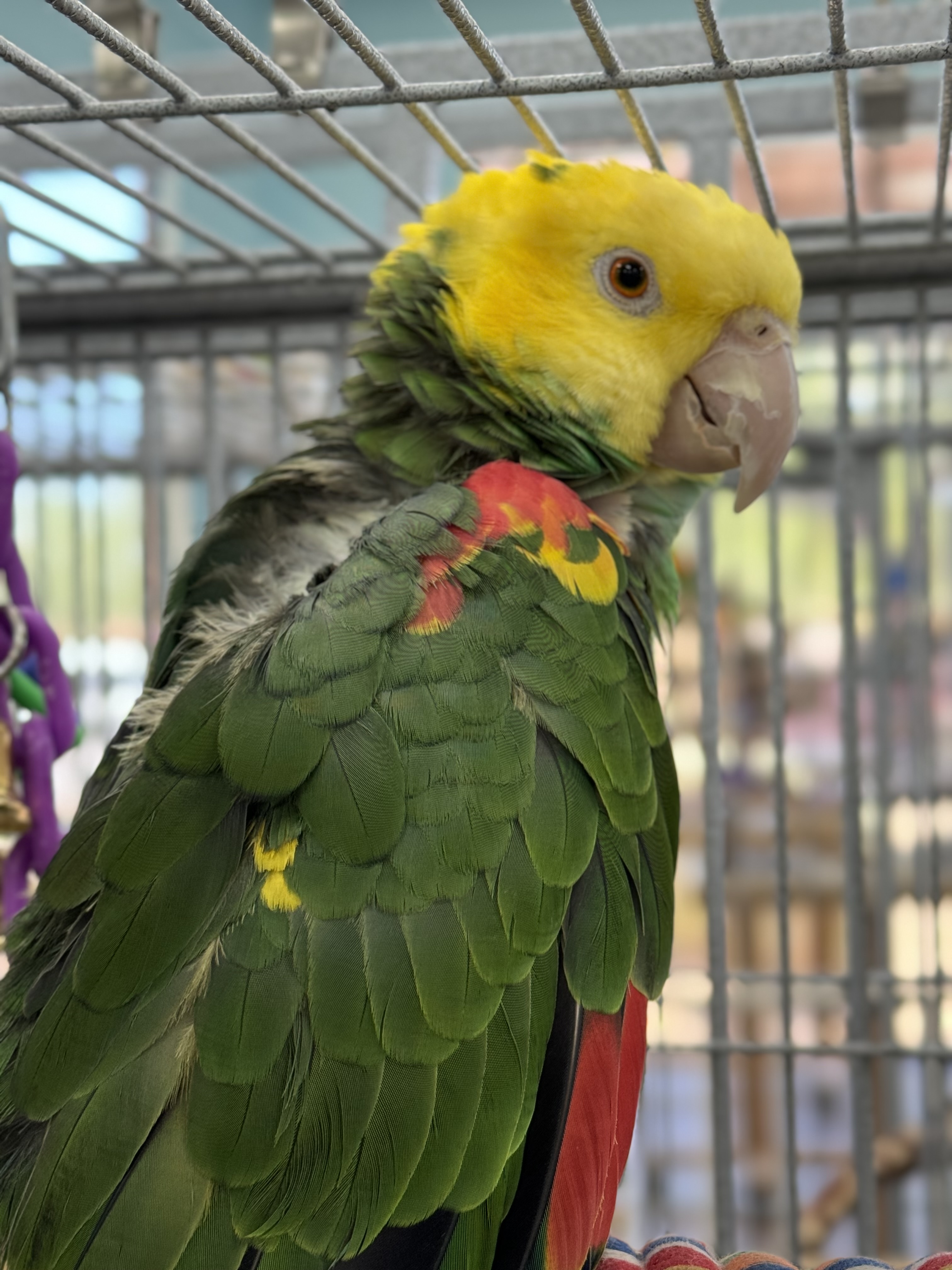 Dewey