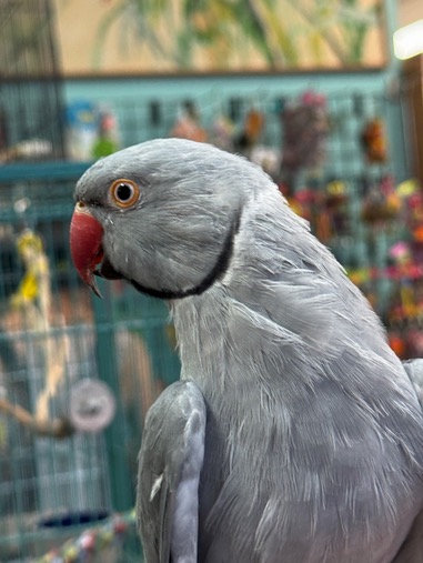 Echo