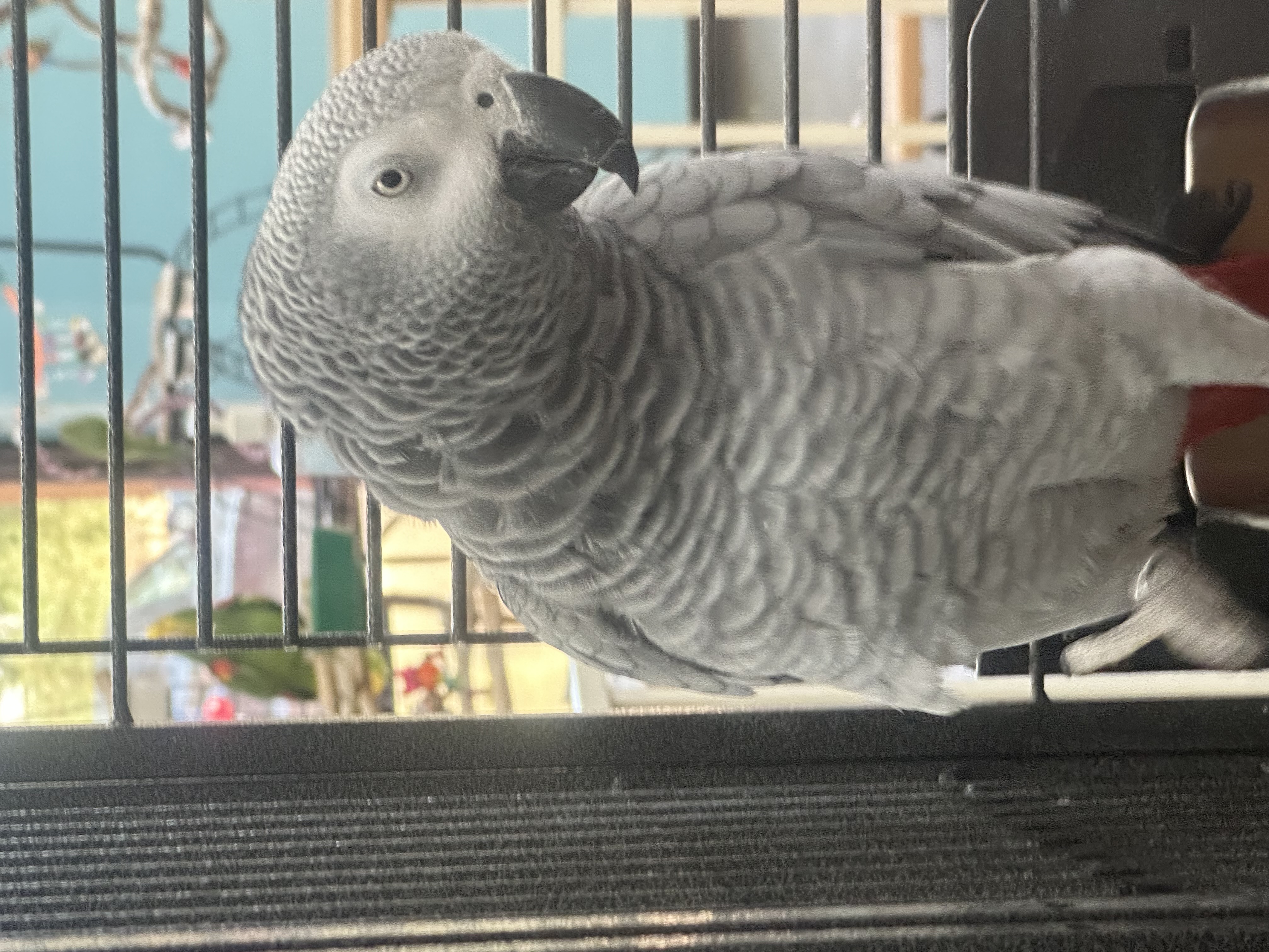 Lulu