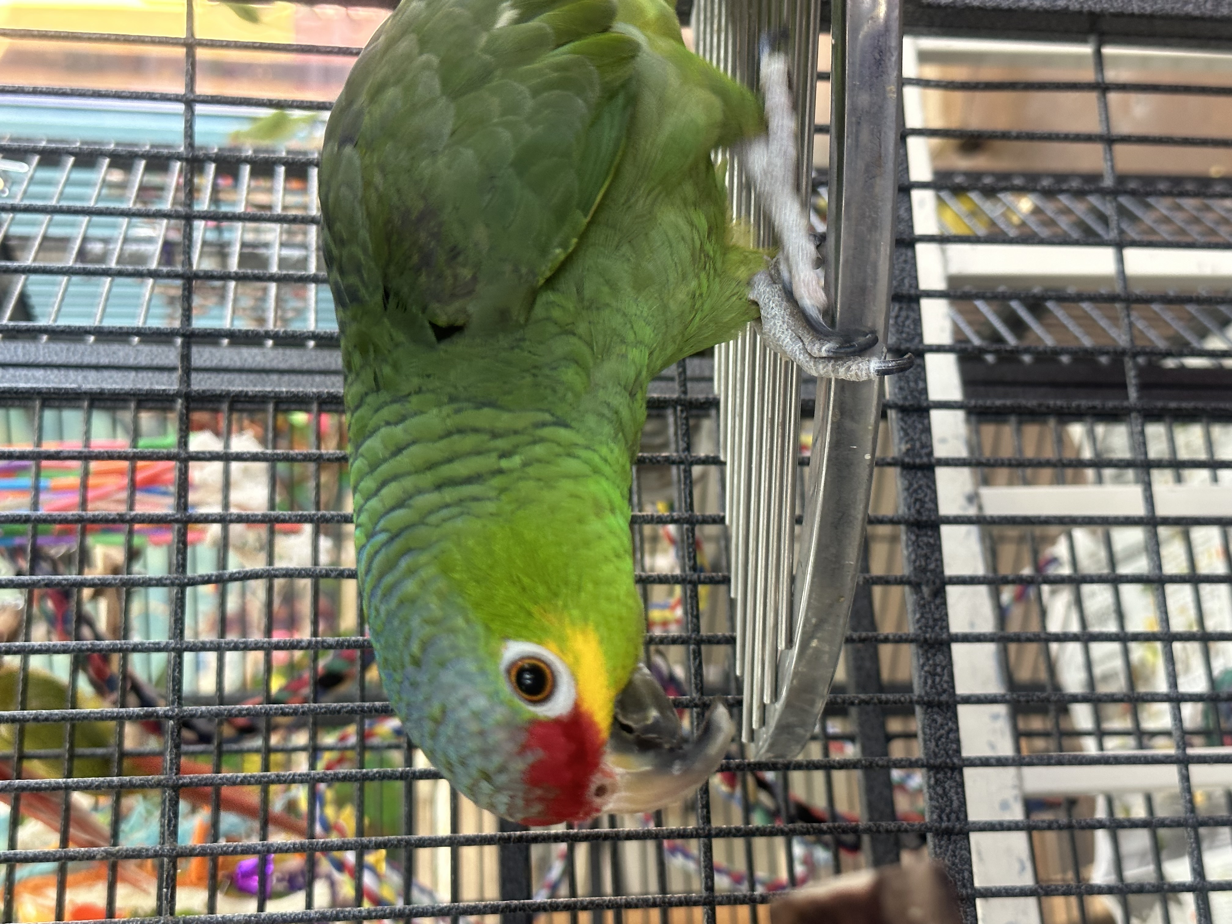 Maui