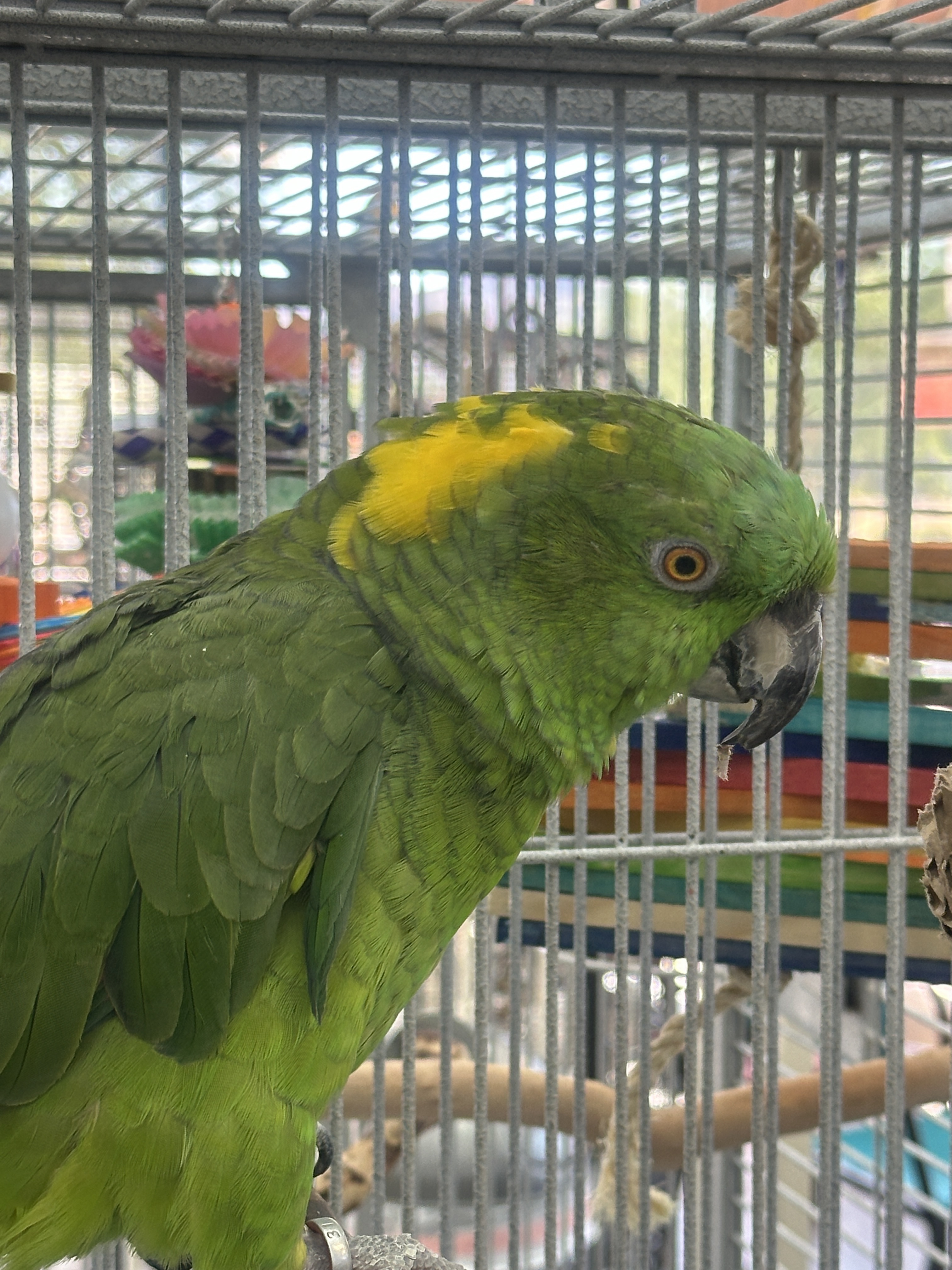 Mr. Bird