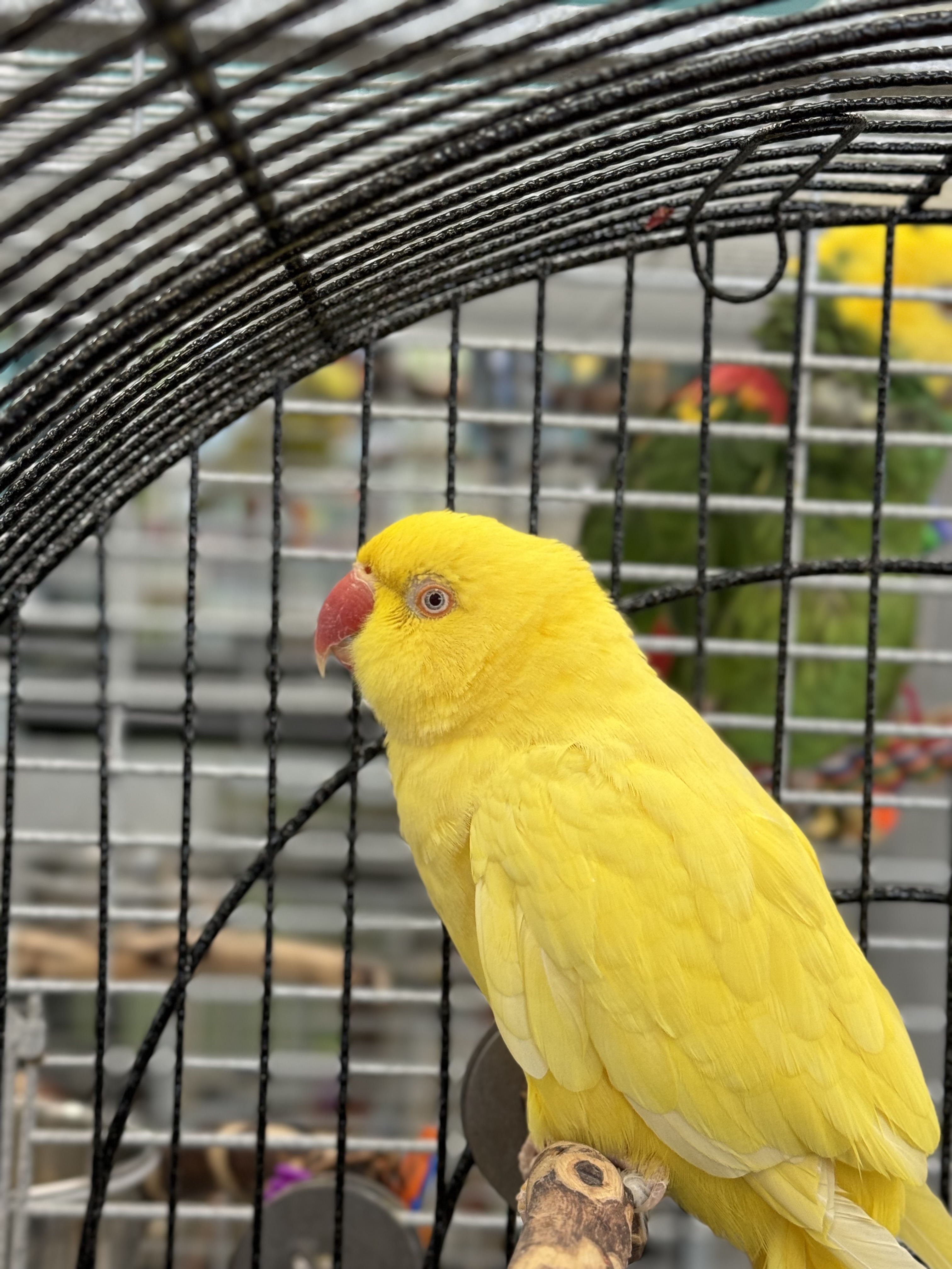 Tweety