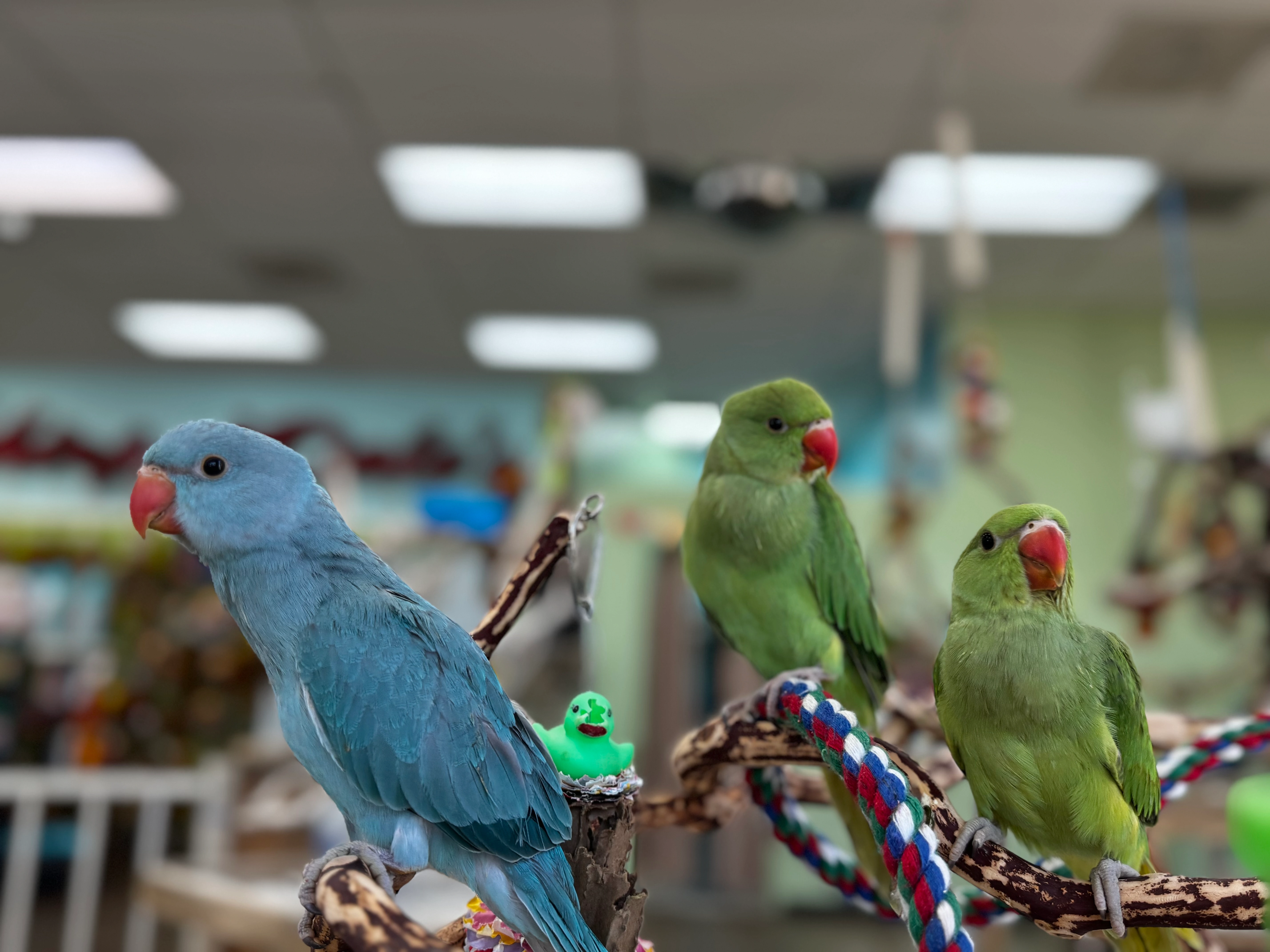 RIngneck Parakeets