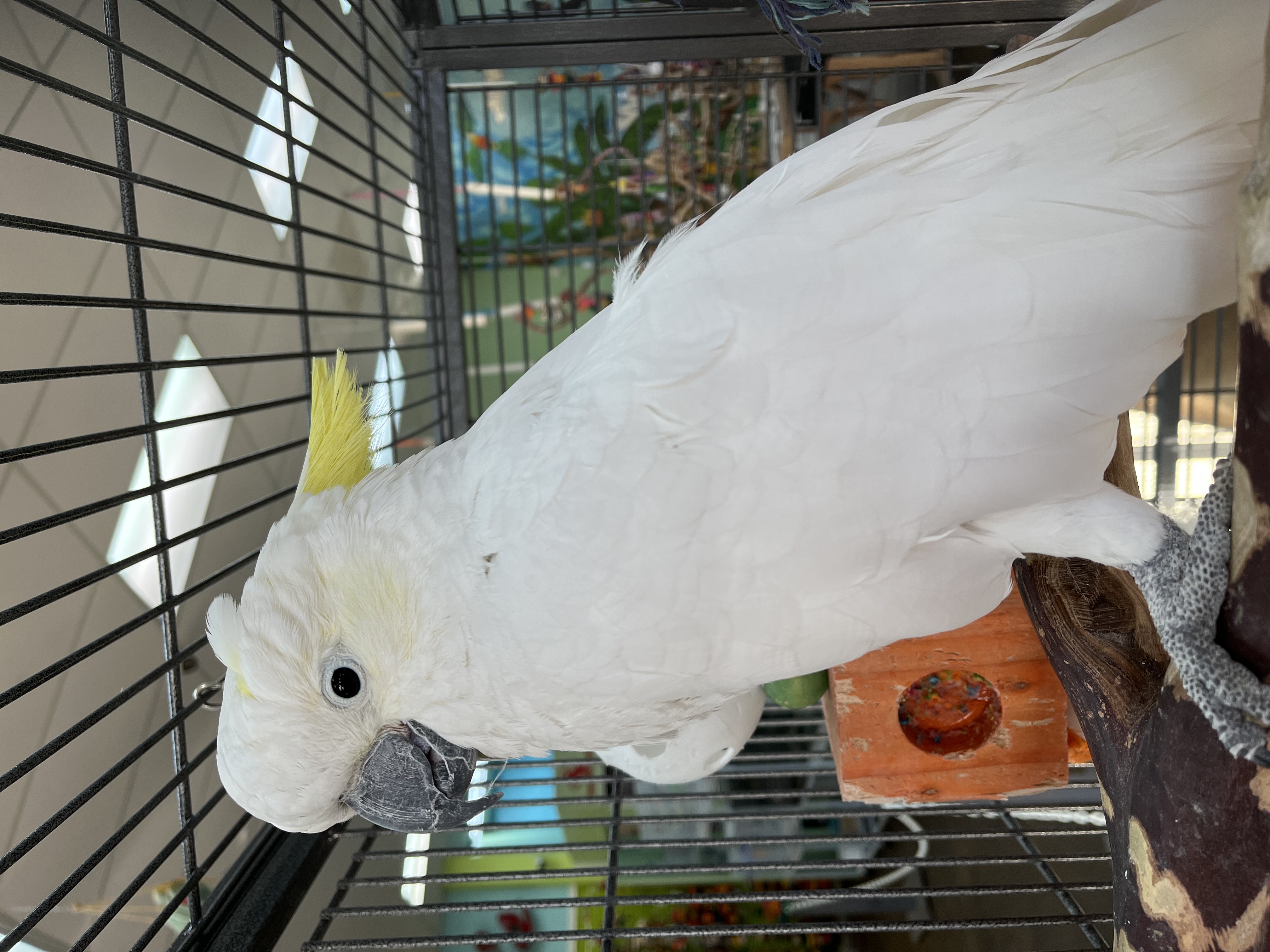 Orlando the Greater Sulfur Crested Cockatoo